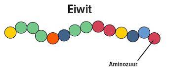 eiwit-aminozuur